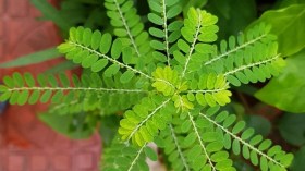Kőtörőfű - Chanca Piedra, Phyllanthus niruri, etnobotanika